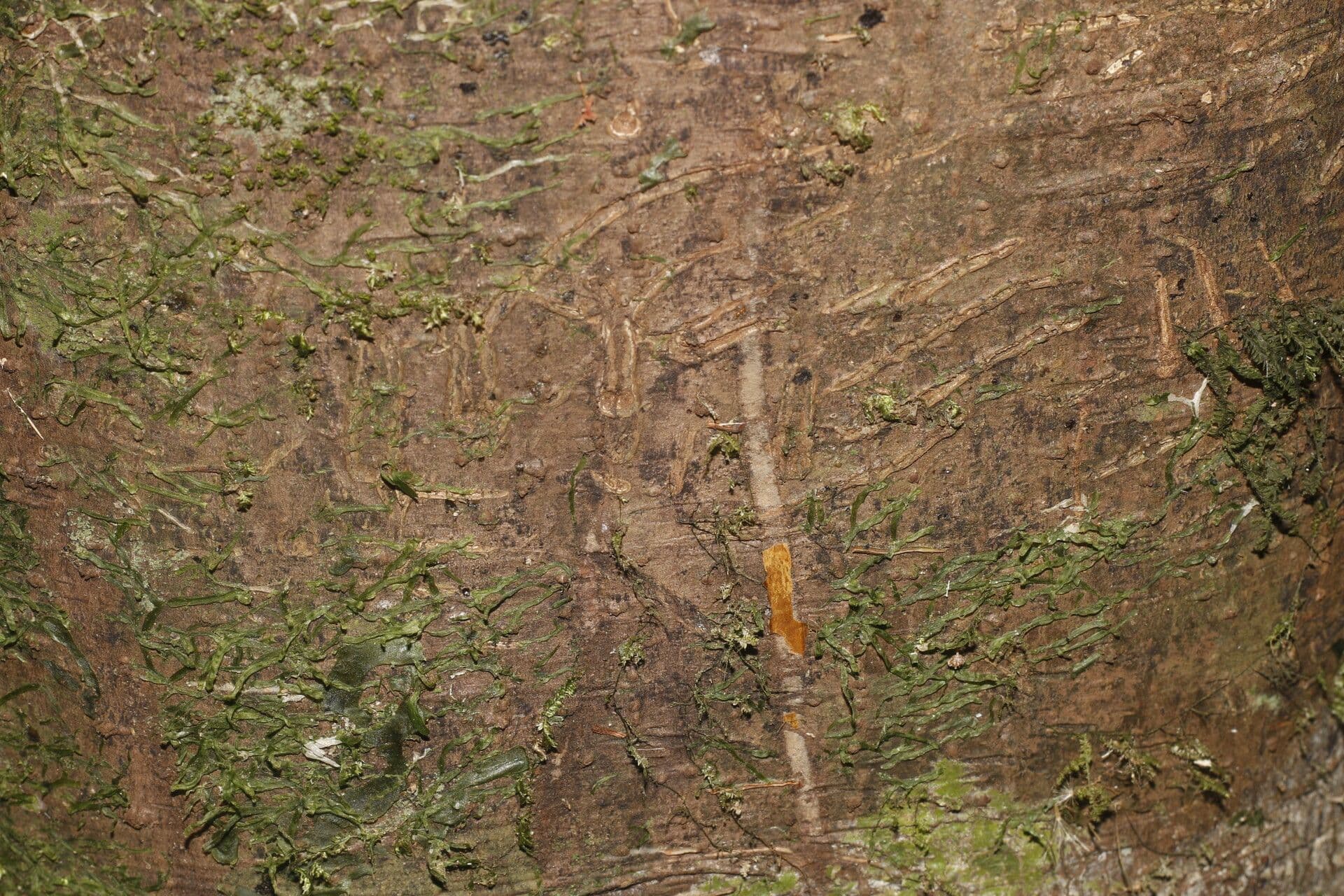 Ocotea 18