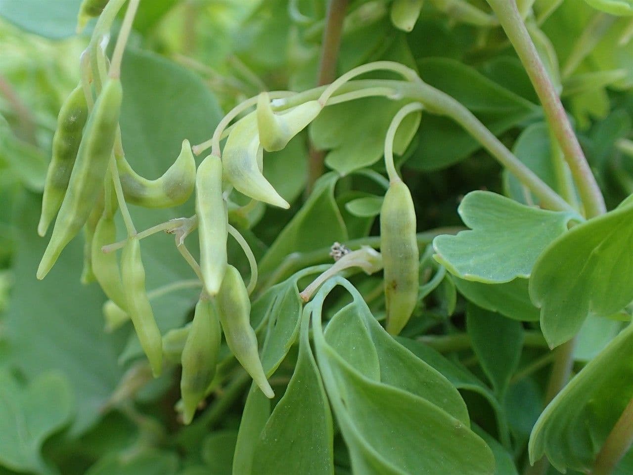 Corydalis blanca 2