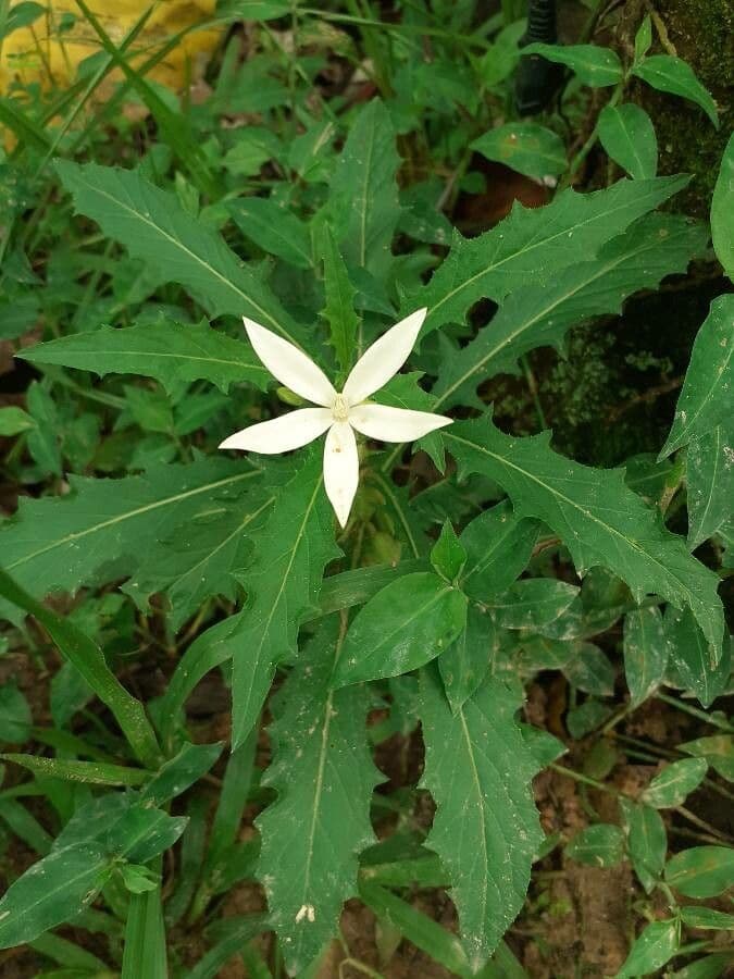 Hippobroma longiflora 5