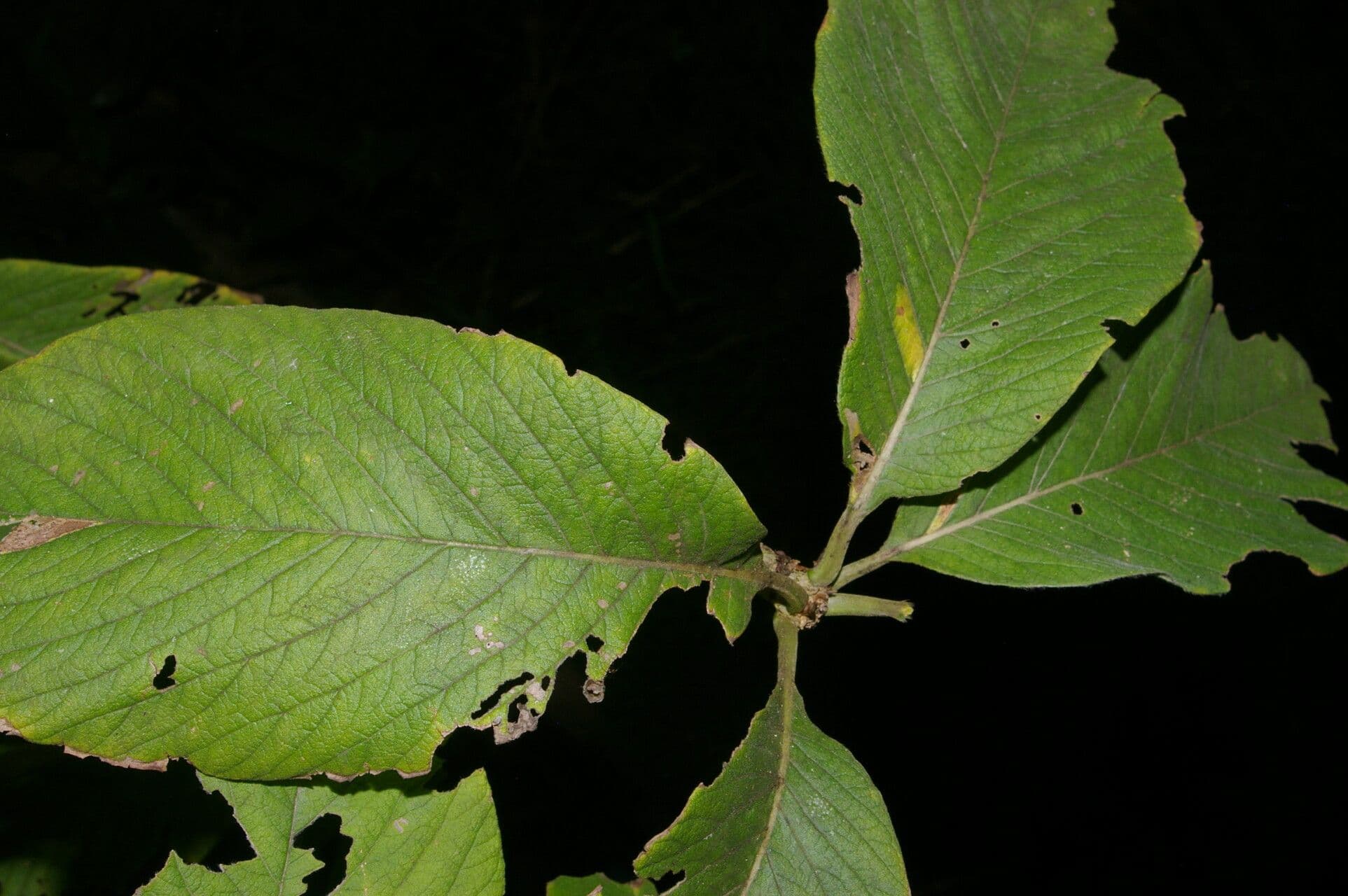 Randia 7