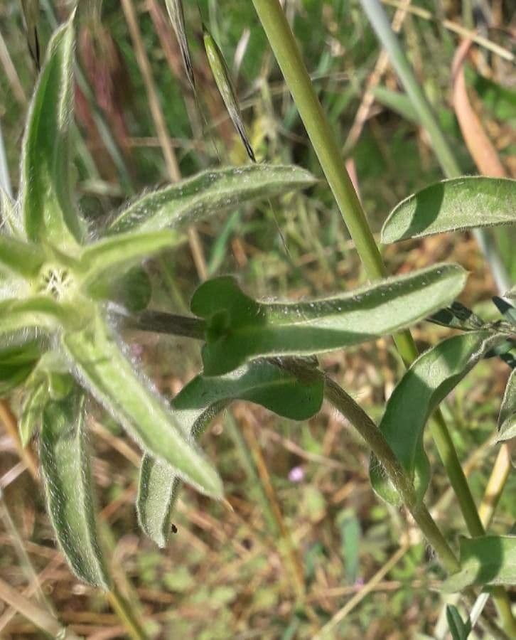 Asteroide spinoso 20
