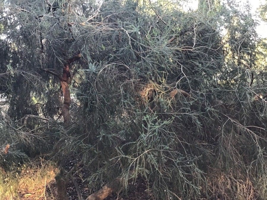 Leptospermum