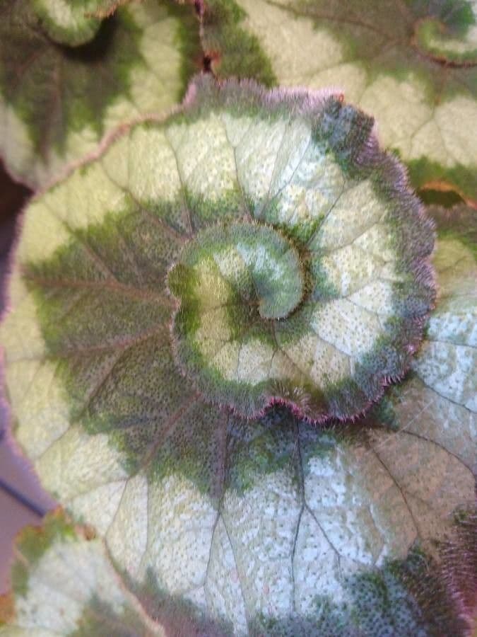 Begonia rex 15