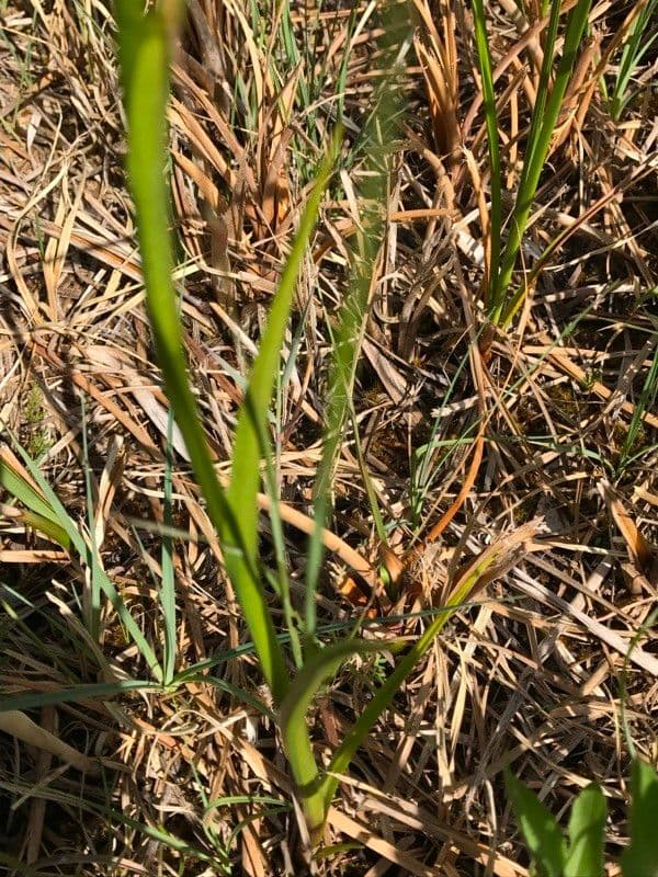 Sumpf-Knabenkraut 11