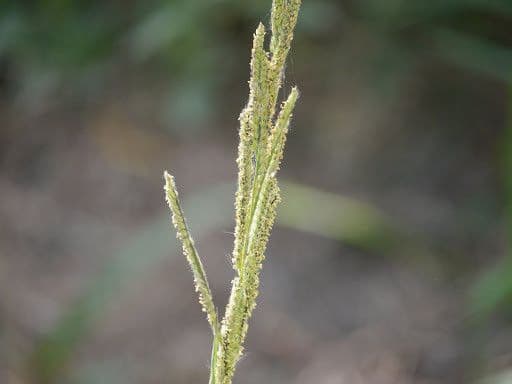 Urville-Paspalum 17