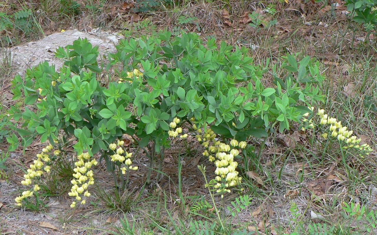 Baptisia bracteata 10