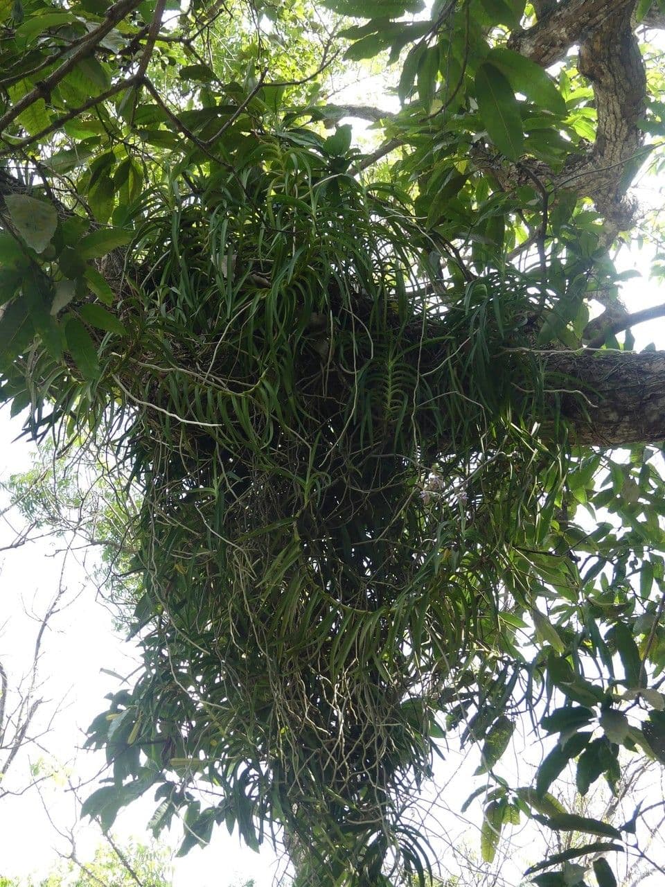Vanda 8