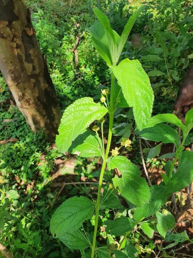 Lippia 6