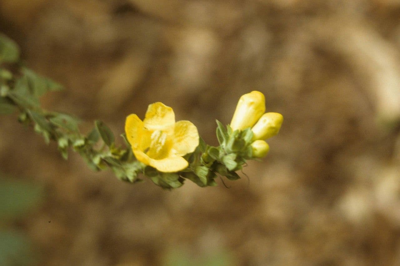 Aureolárie 5