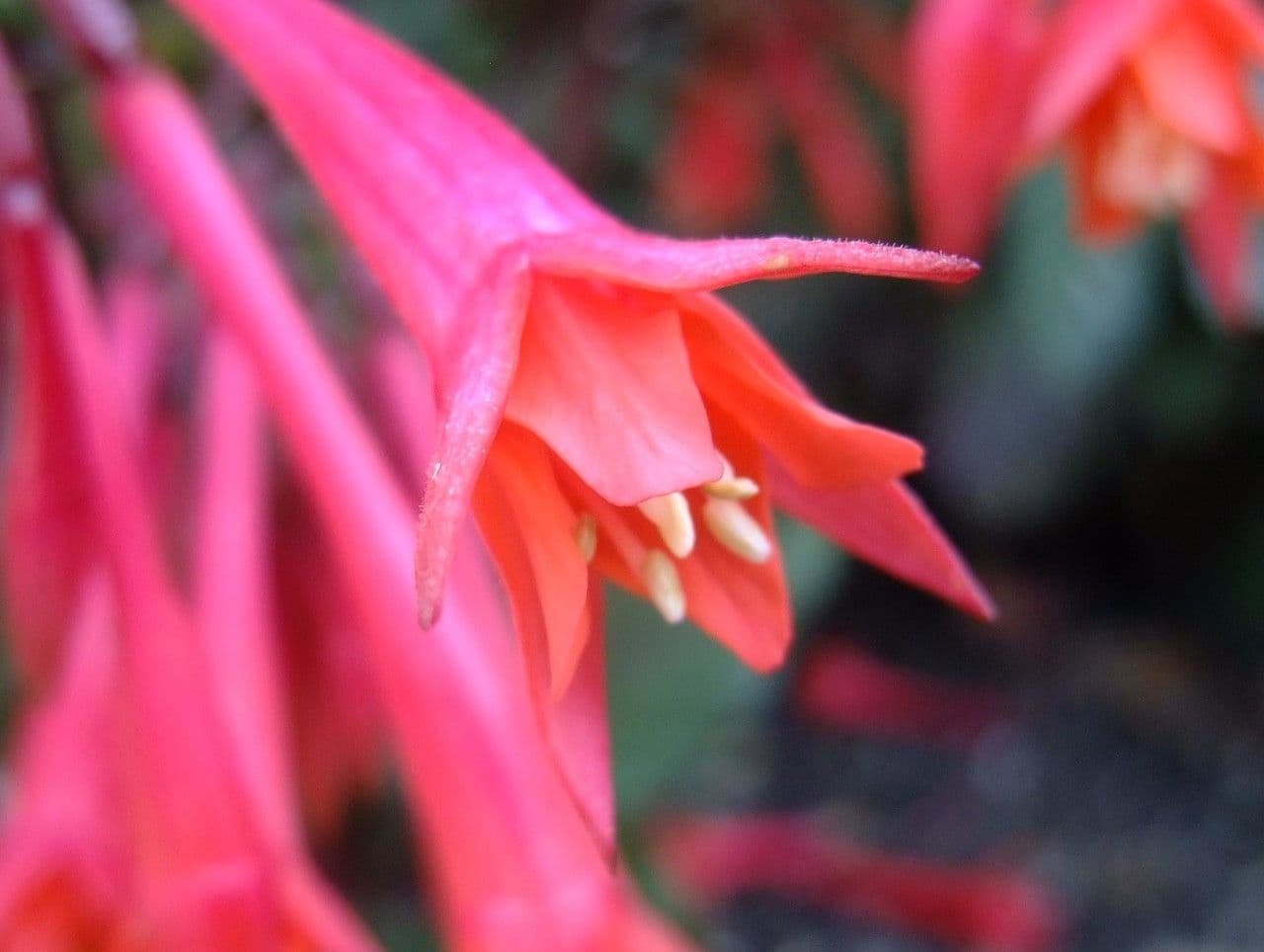 Fuchsien 3