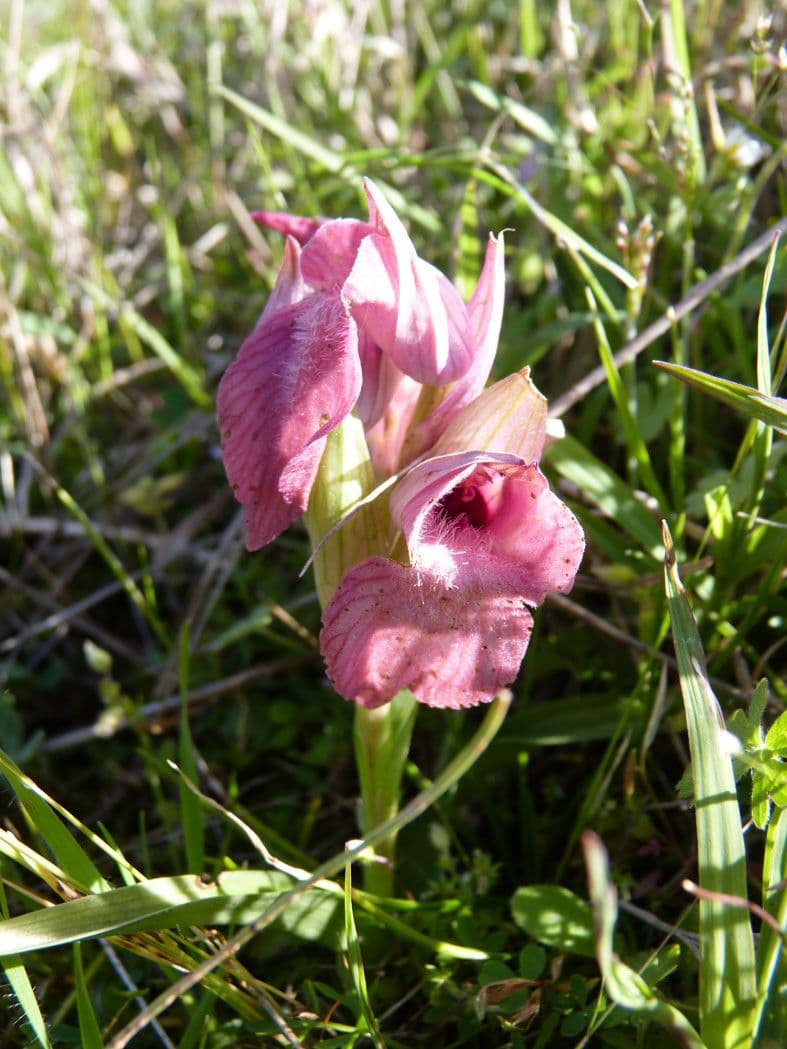 Serapias neglecta 12