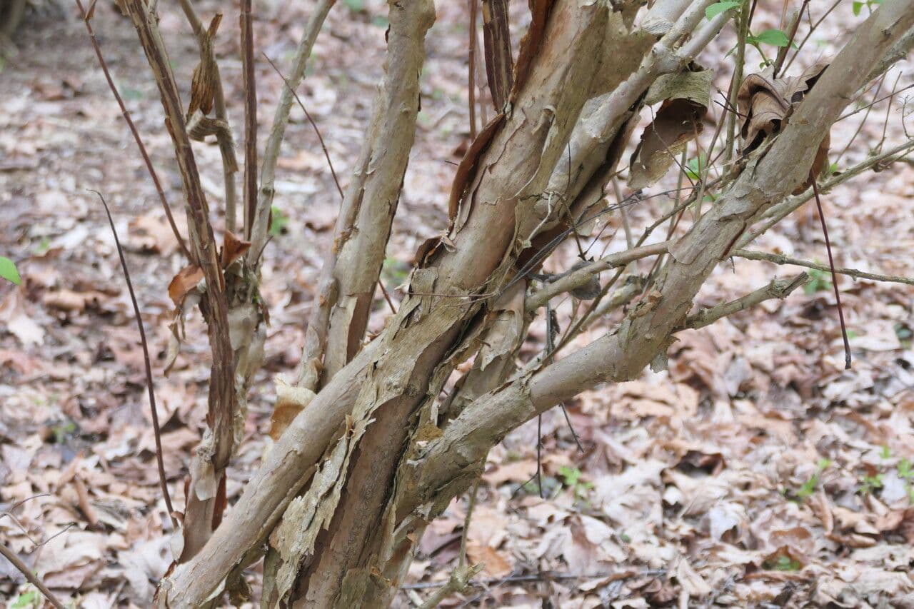 Deutzia 3