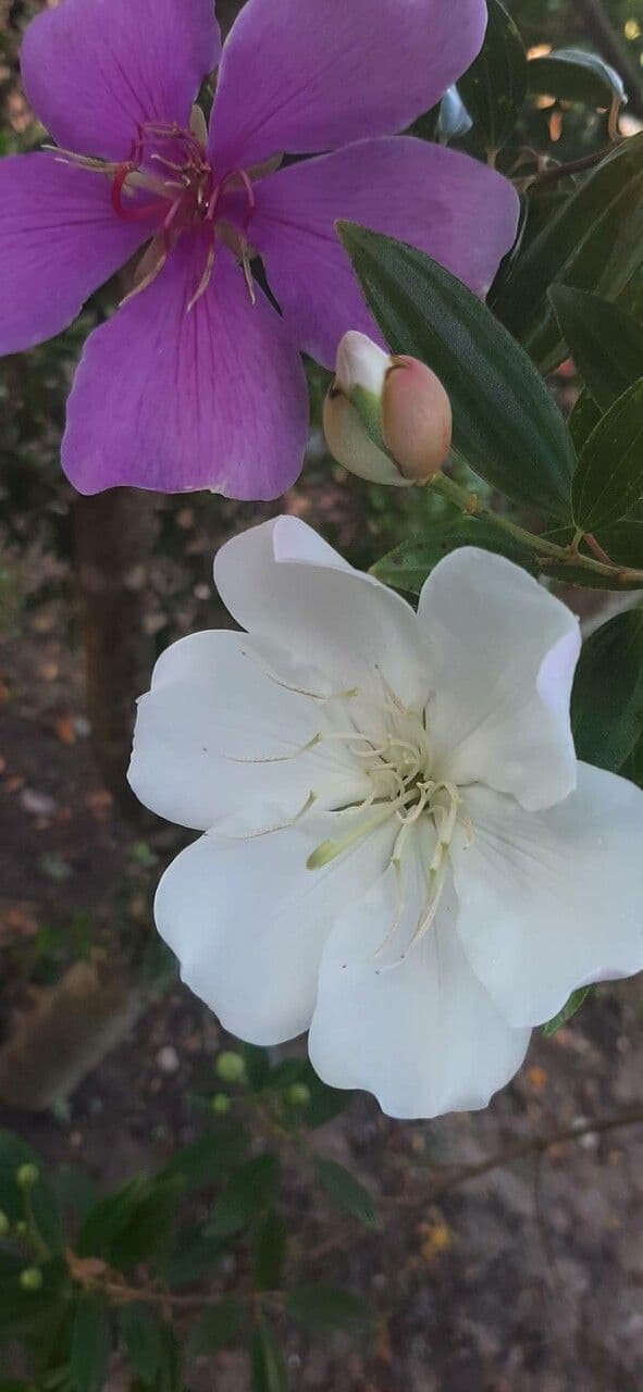 Pleroma 5
