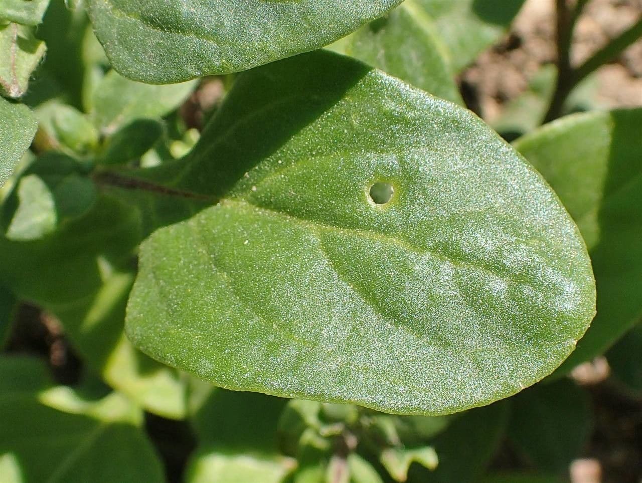 Kriechende Nolane 14
