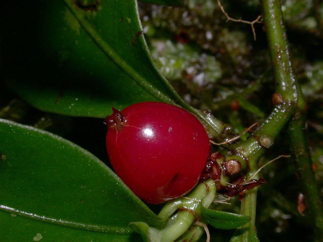 Psicotria del Chagres 4