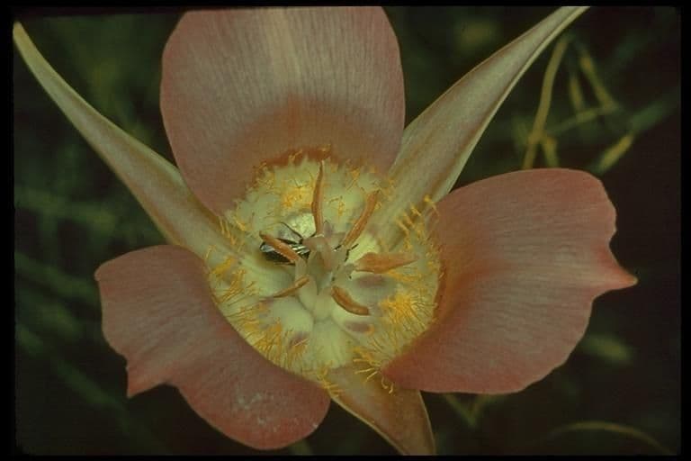 Calochortus macrocarpus 11
