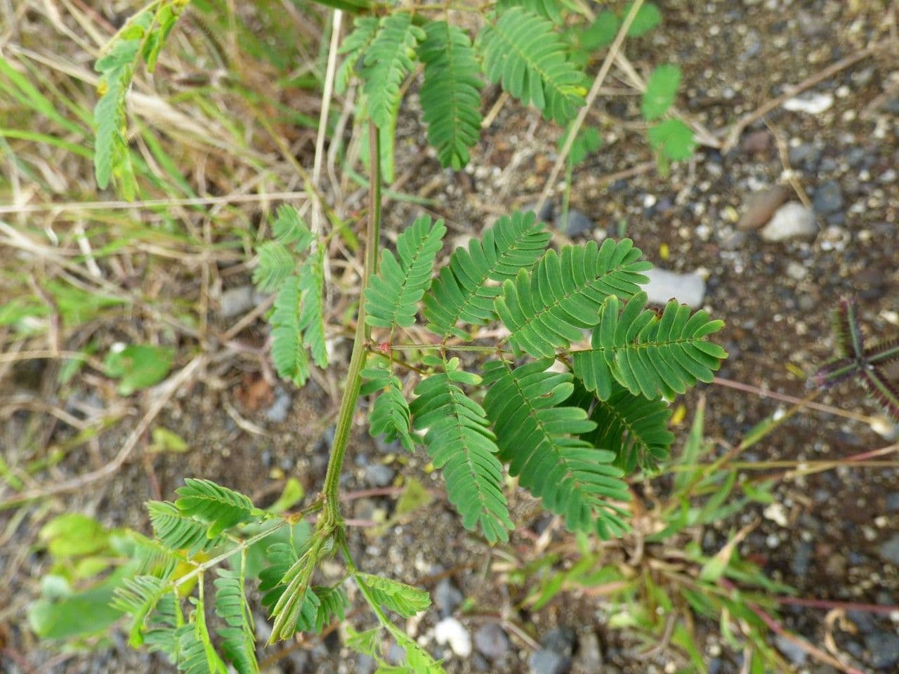 Bogen-Desmanthus 20