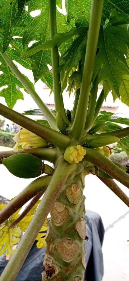 Papaya 26