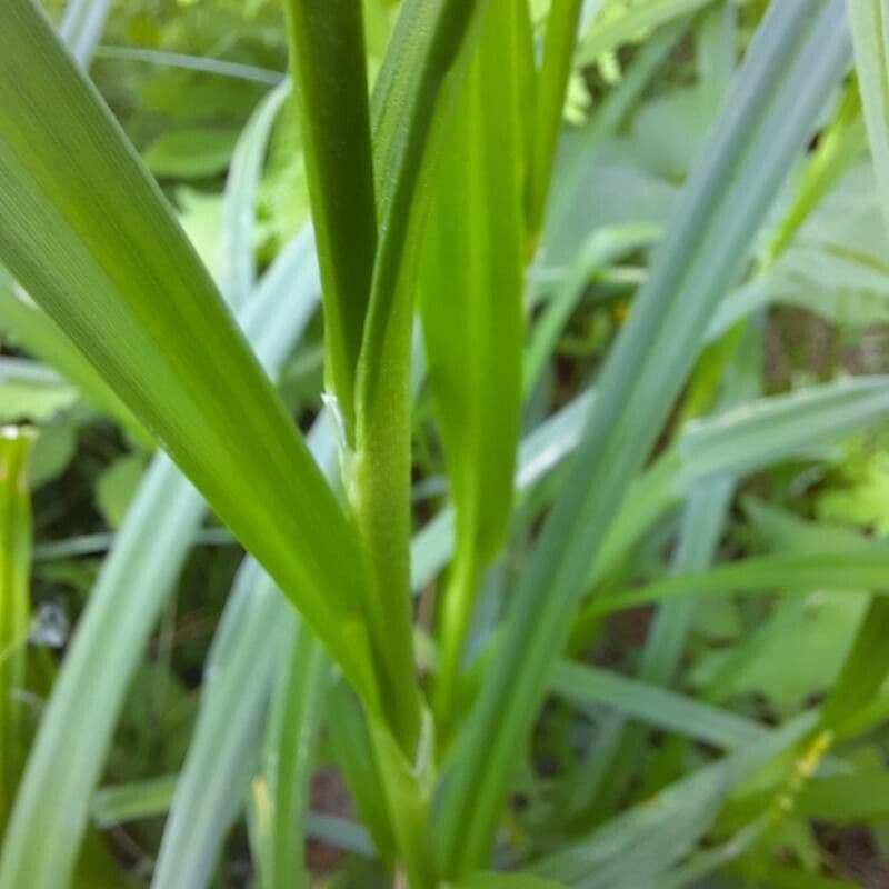 Wald-Simse 21