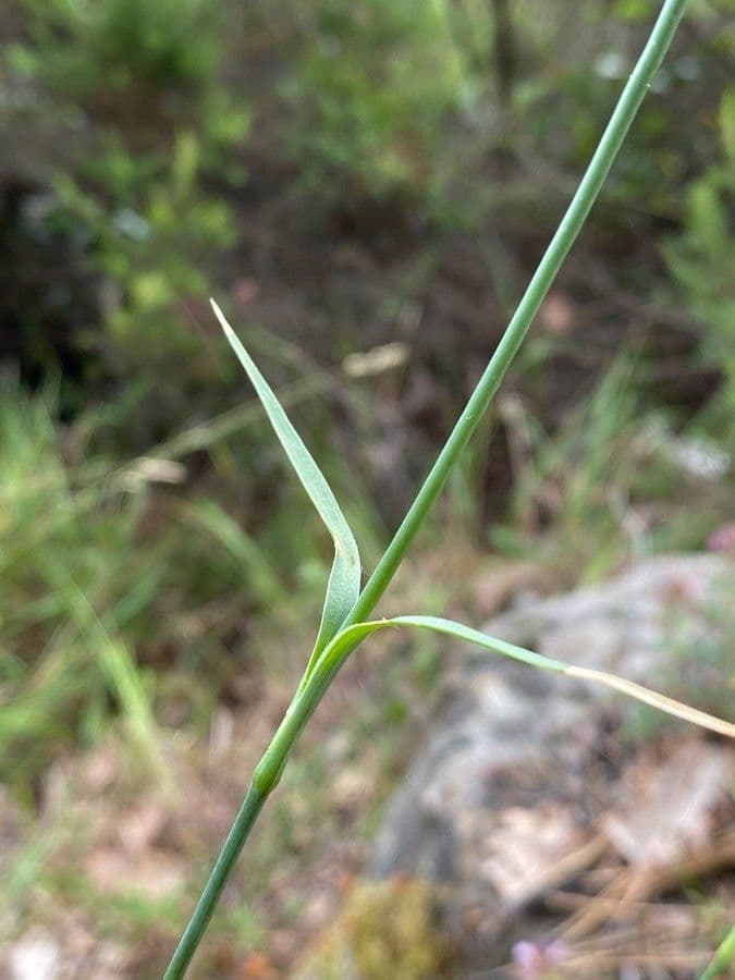 Garofano di Balbis 15