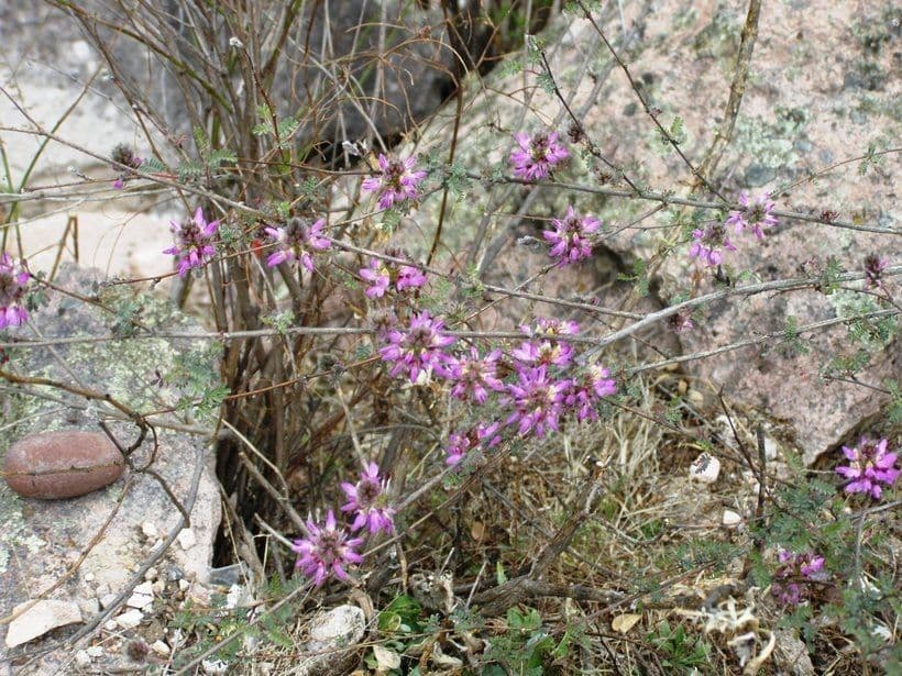 Dalea 8