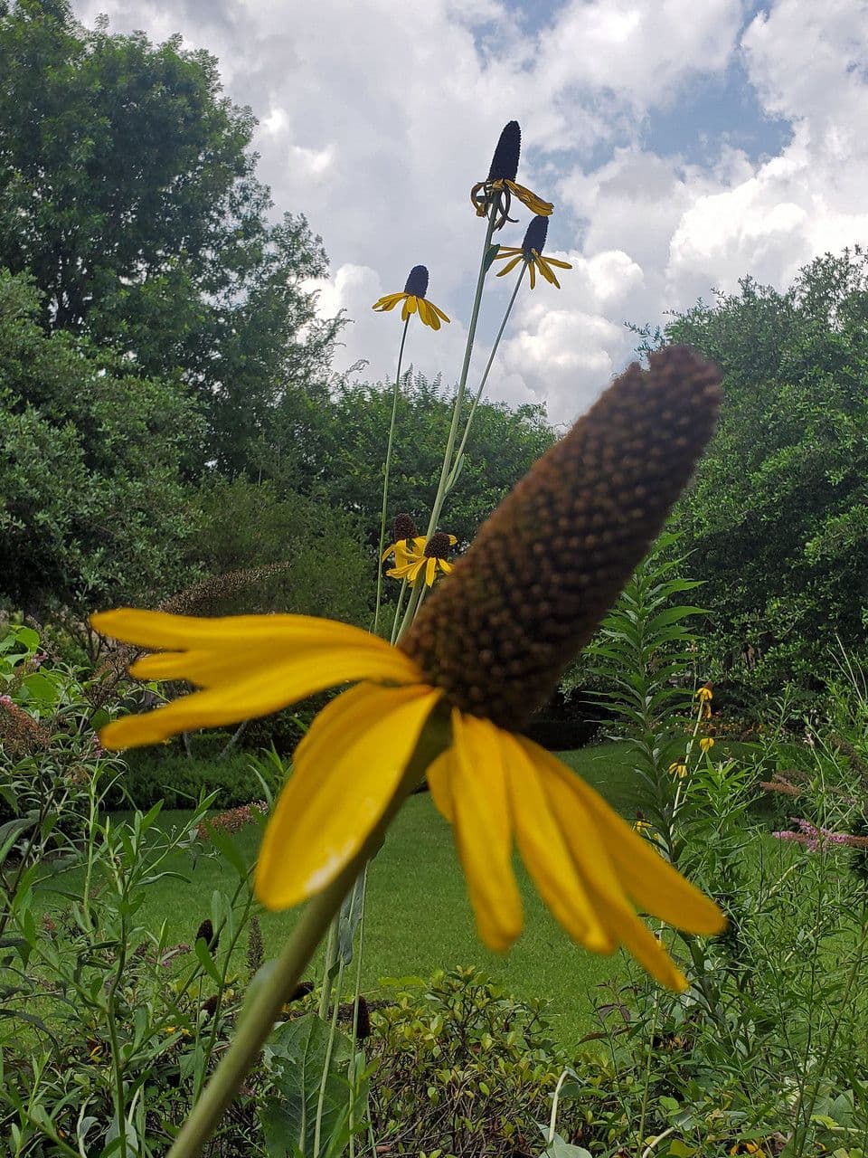 Rudbeckia 3