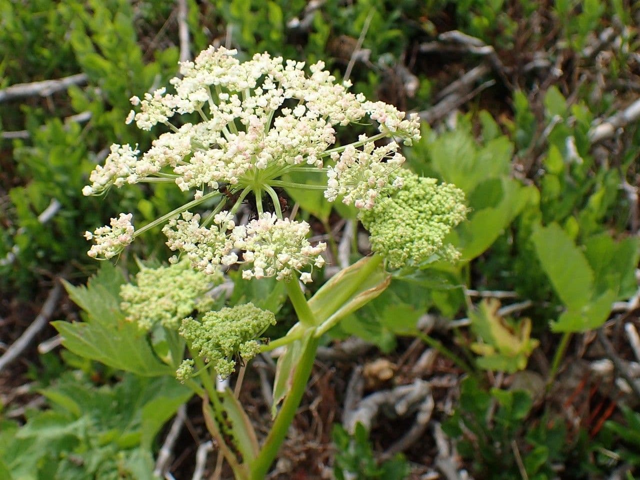 Meduňka lékařská 9