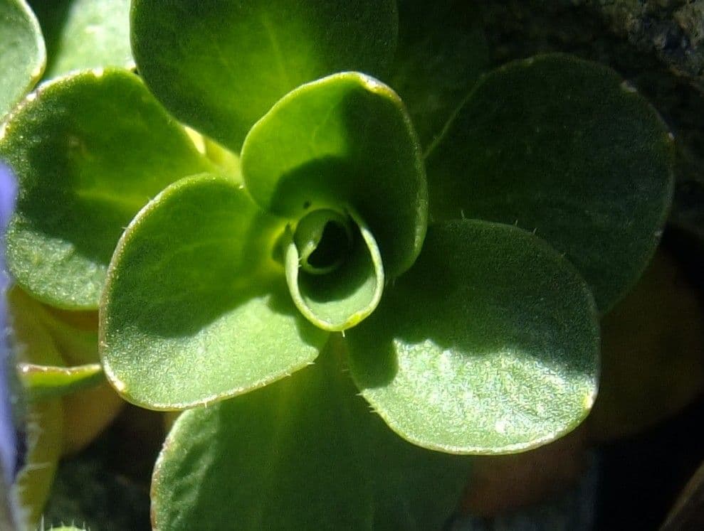 Campanula di Cenis 13