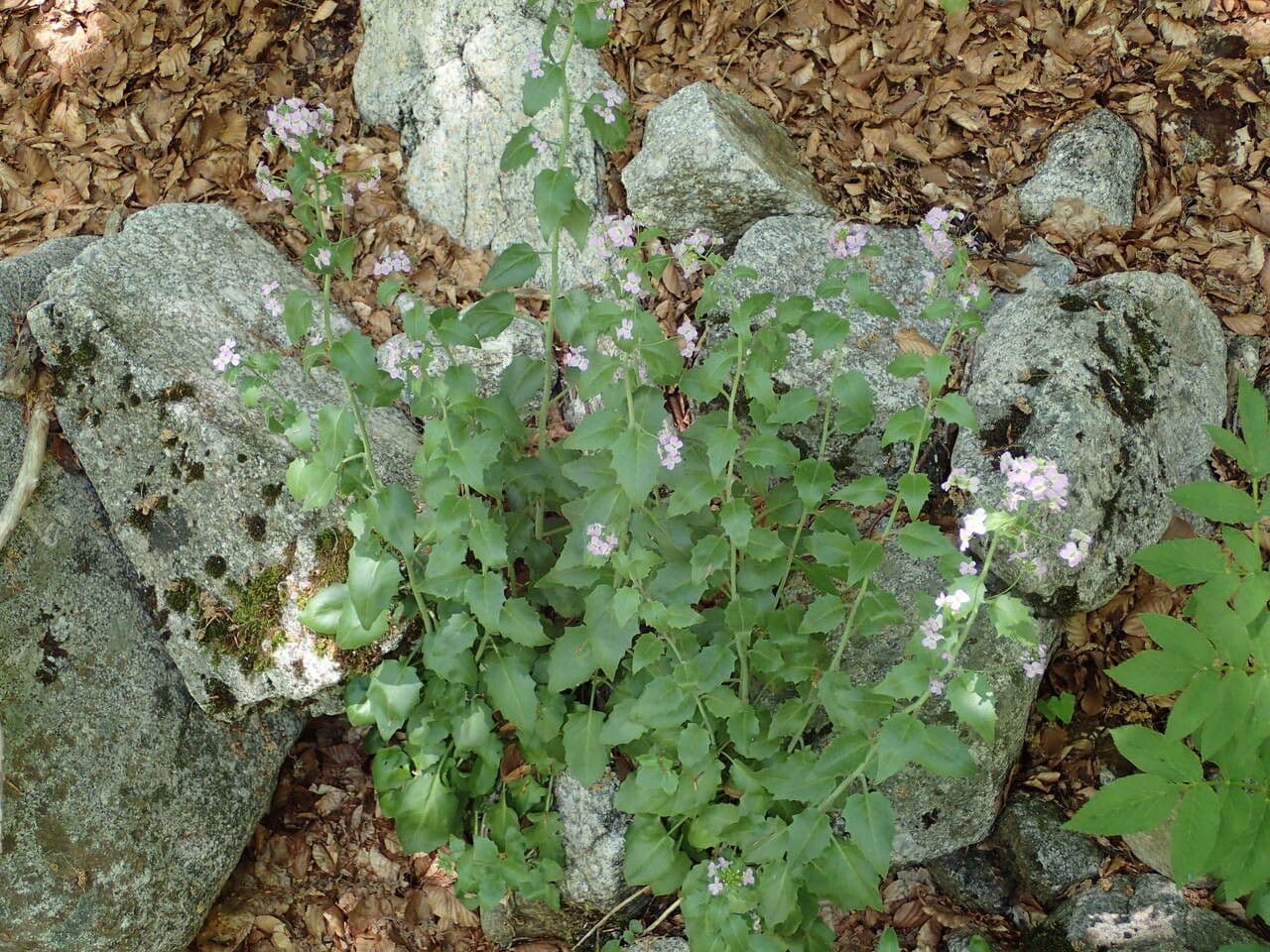 Arabidopsis cebennensis 11
