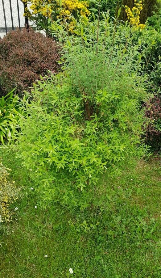 Spirea ipericifolia 6