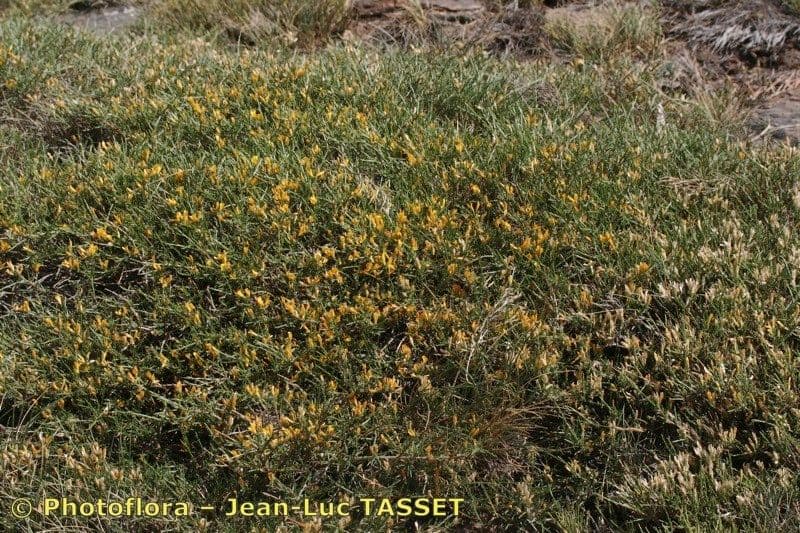 Genista 2