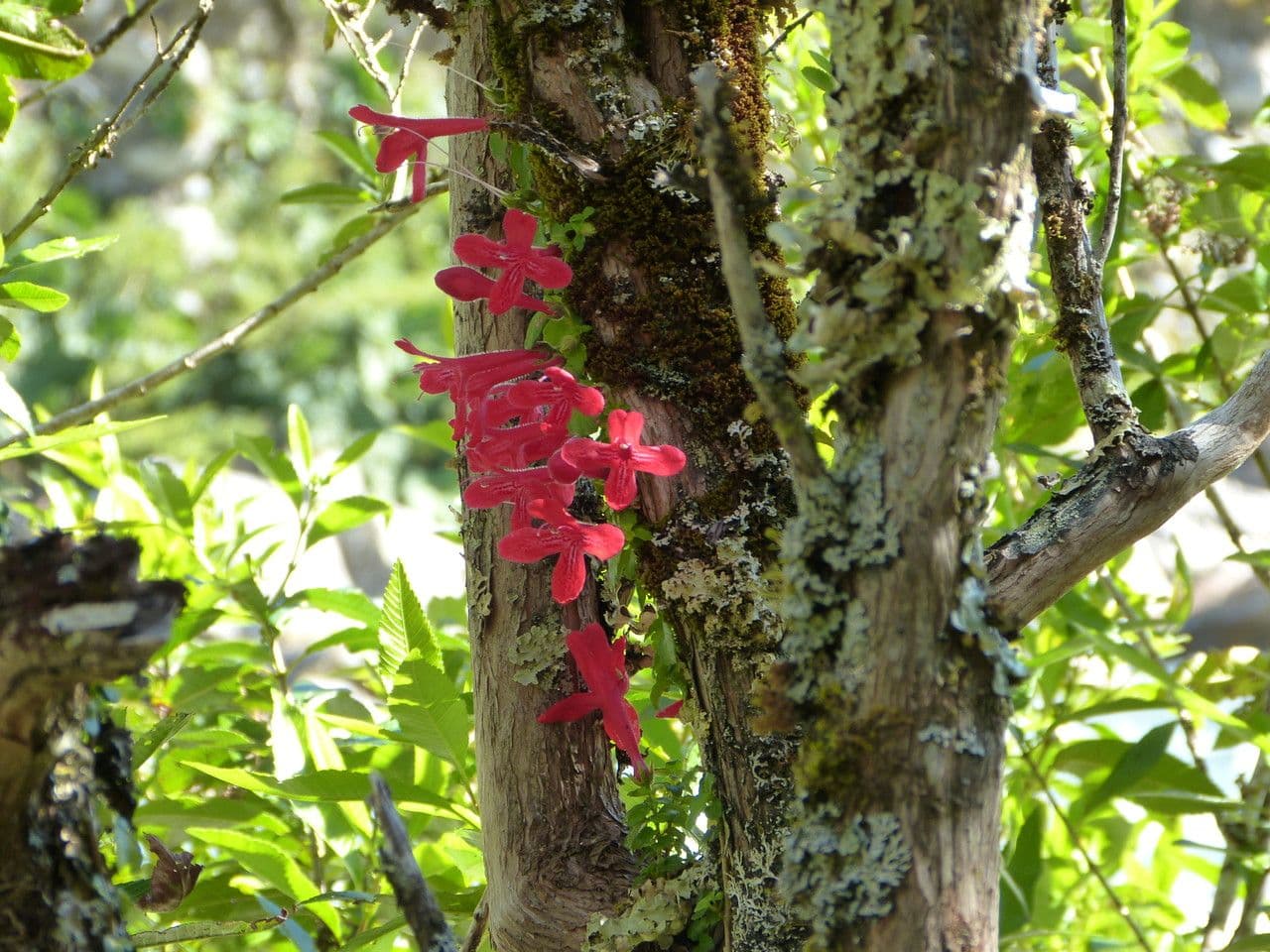 Asteranthera 15