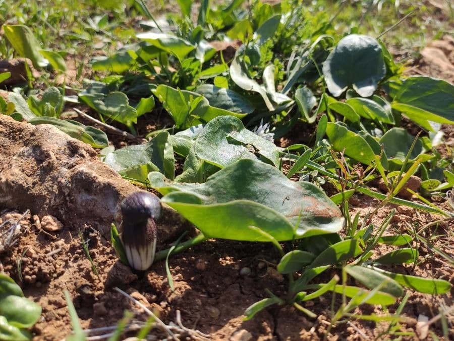 Arisarum 15