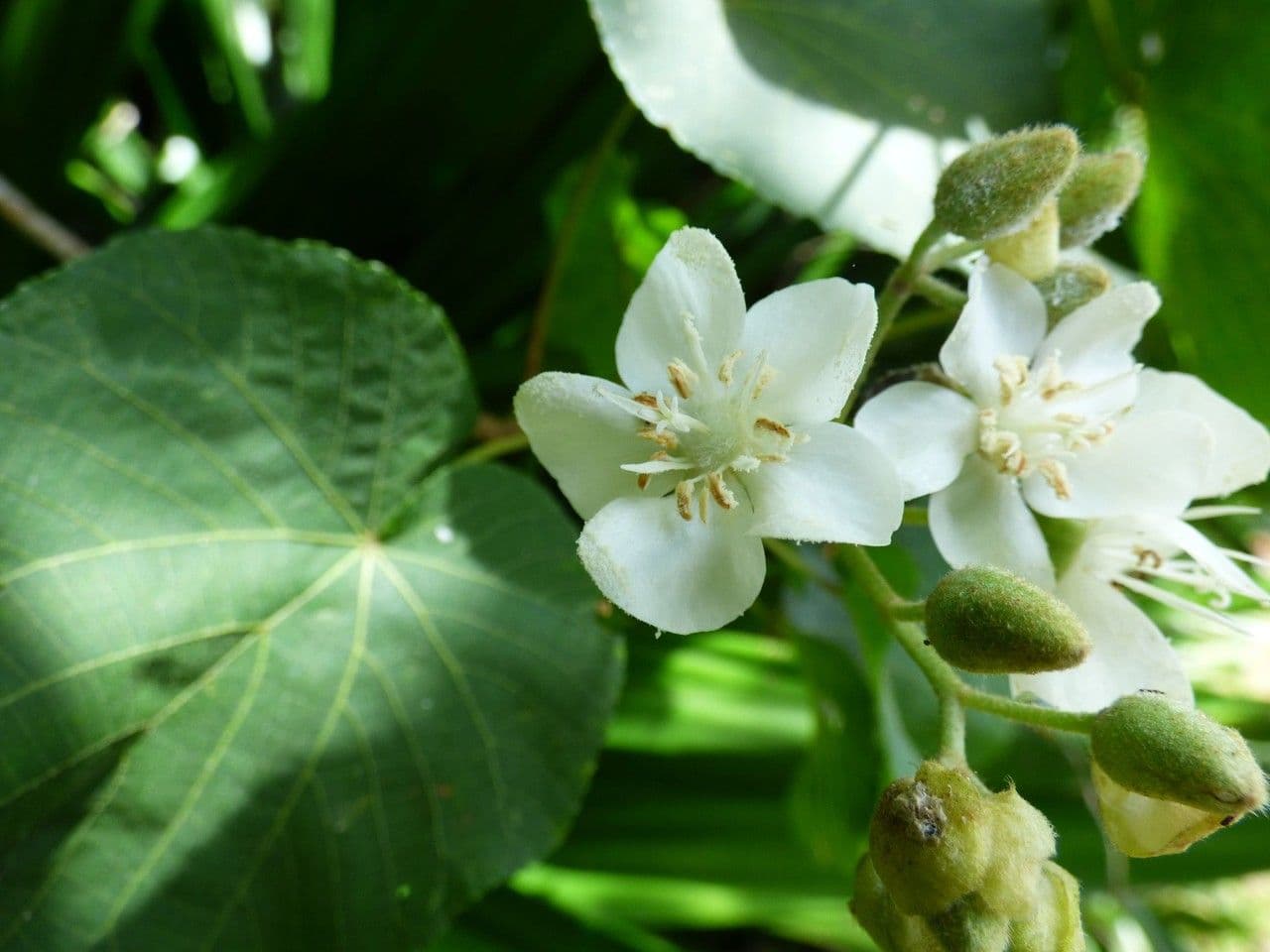 Dombeya 7