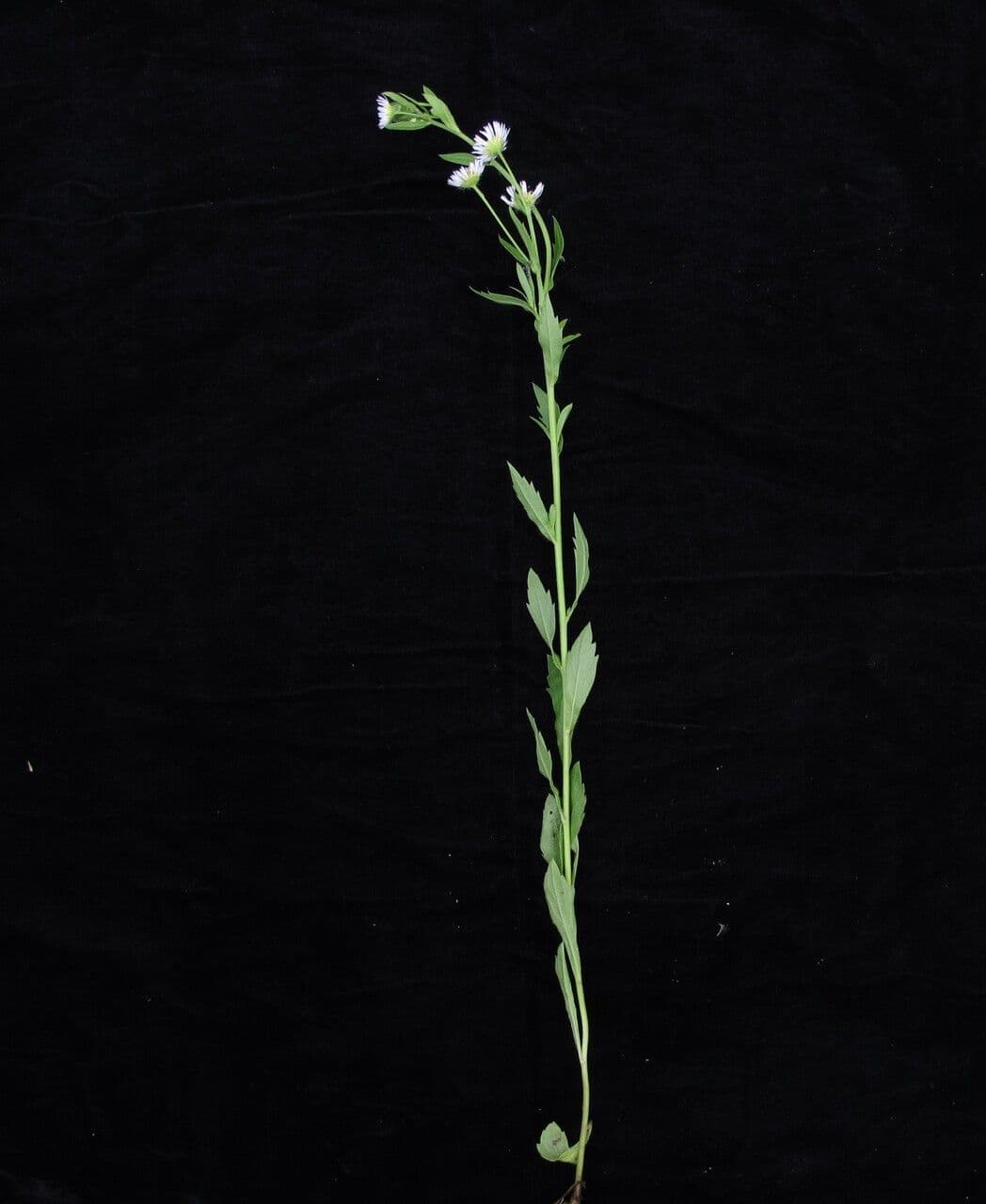 Aster ageratoides 6