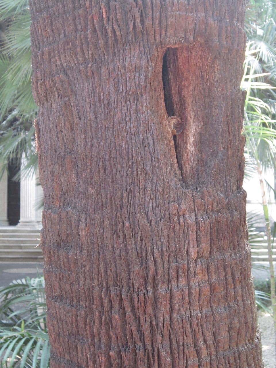 Palma australiana 15
