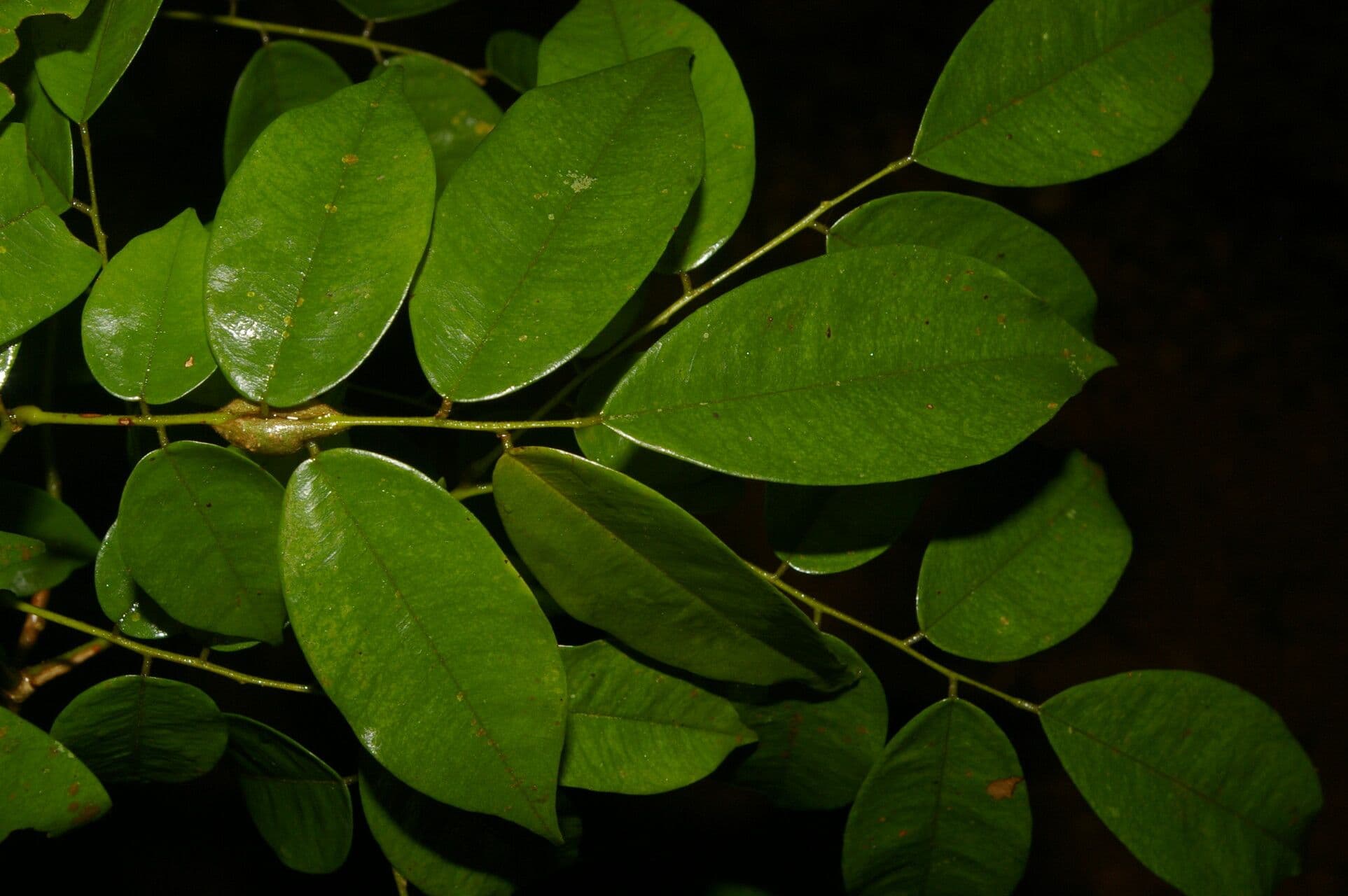 Machaerium leiophyllum 3