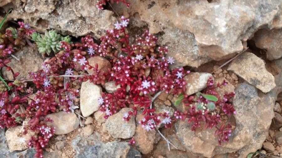 Borracina cerulea 11