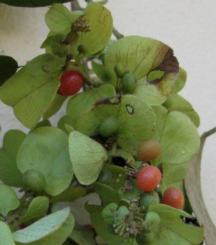 Cissampelos pareira 2