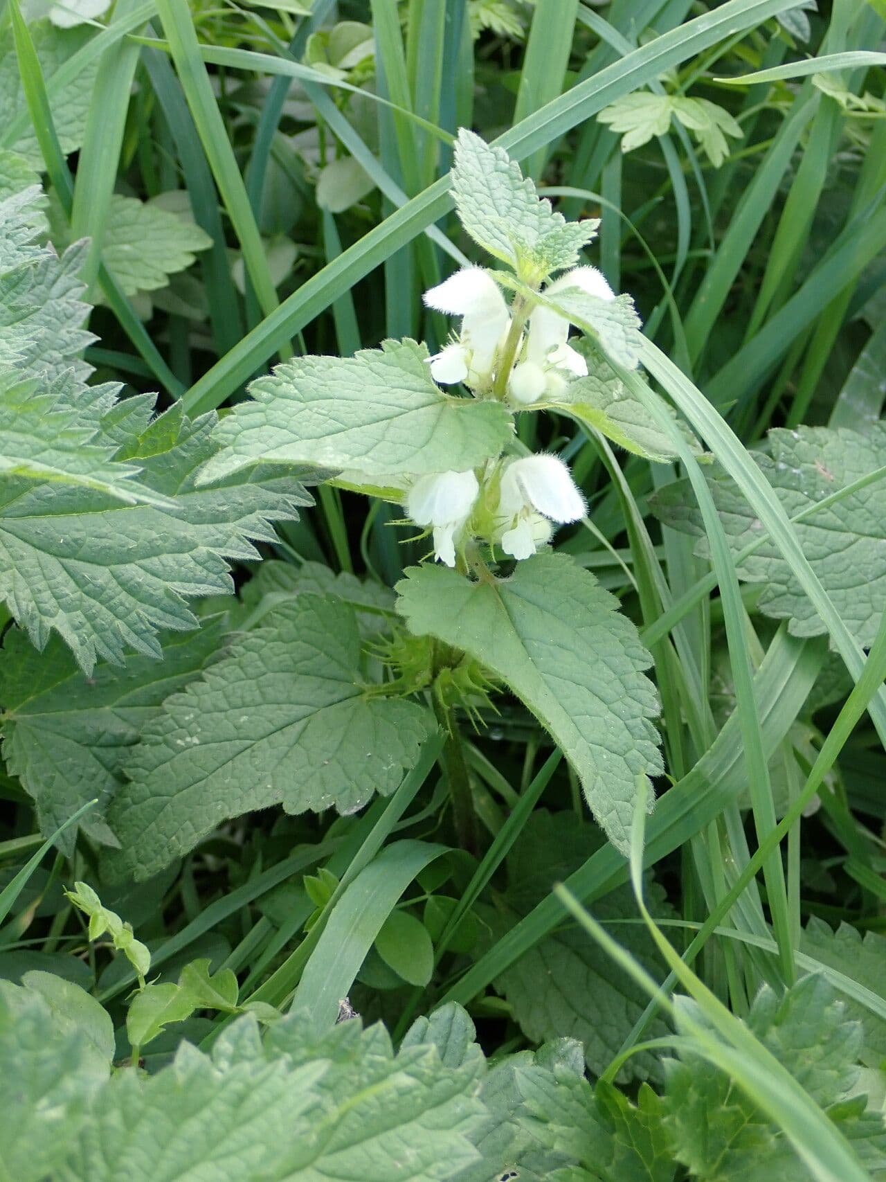 Falsa ortiga bianca 14