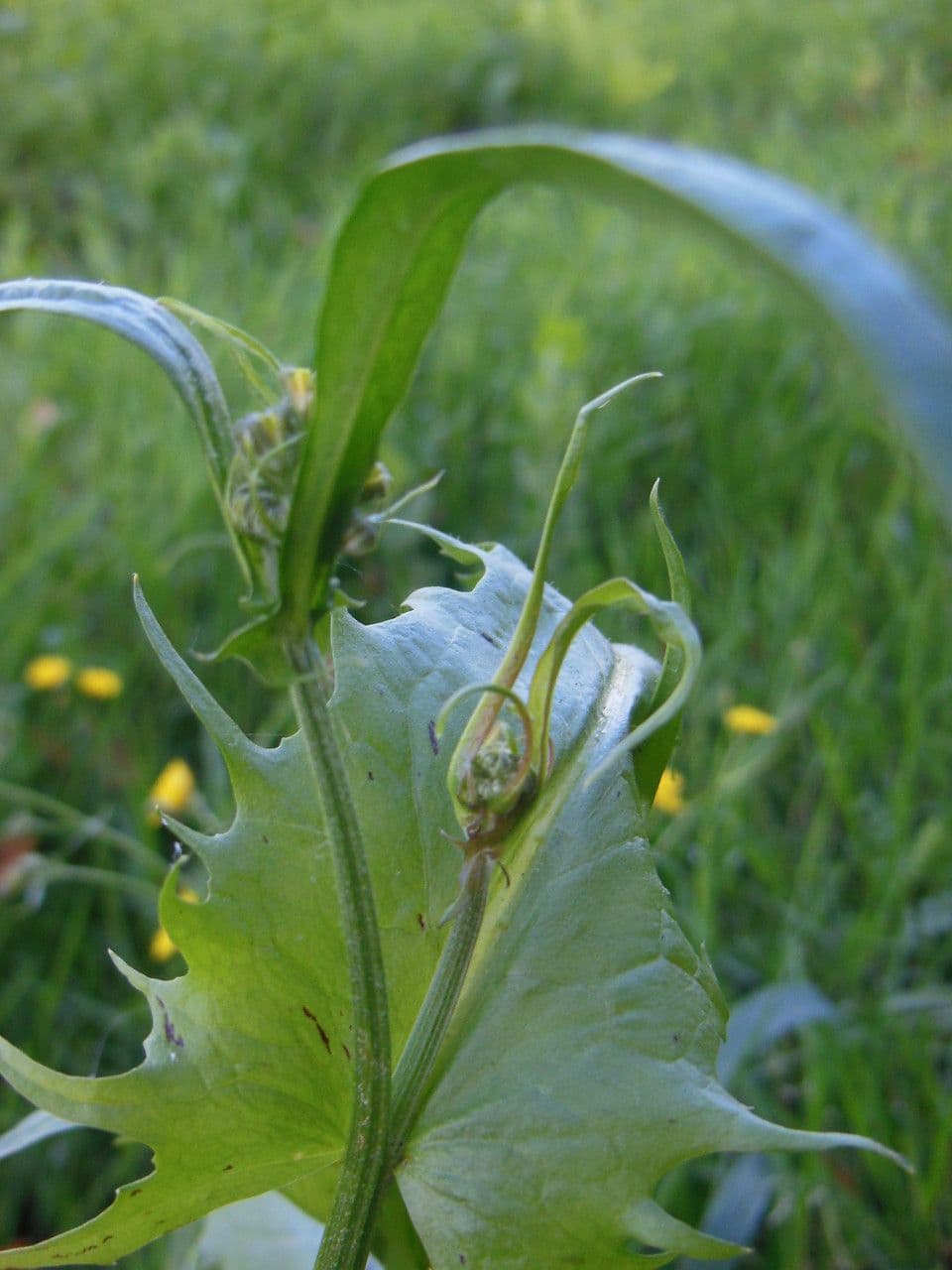 Radicchiella capillare 26