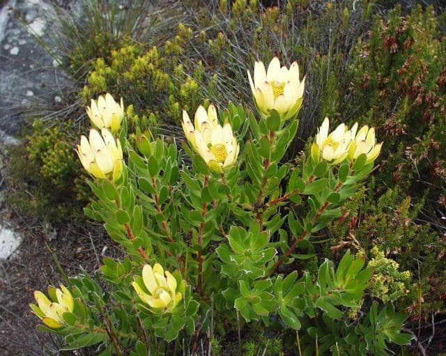 Leucadendron 7