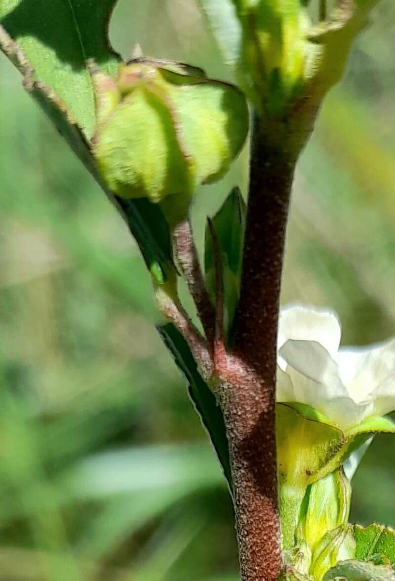 Sida spinosa 26