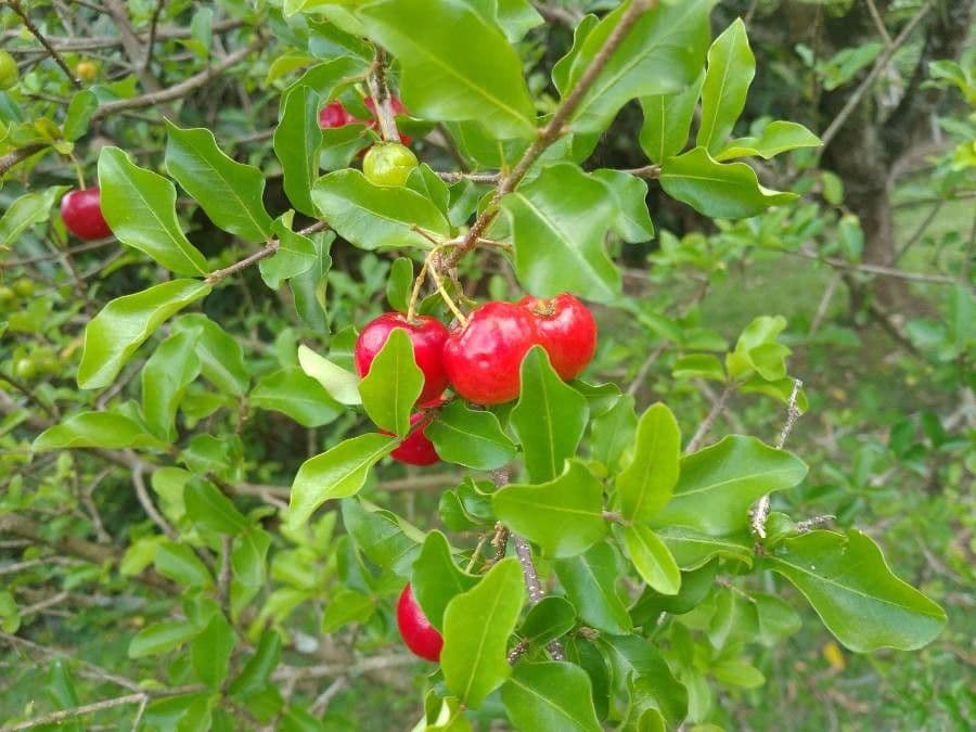 Ciliegio di Barbados