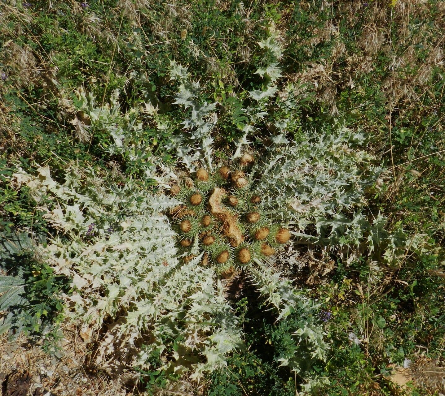 Pupava 16
