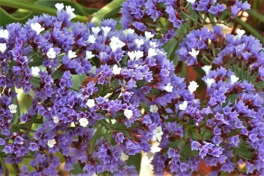 Limonio arboreo 2