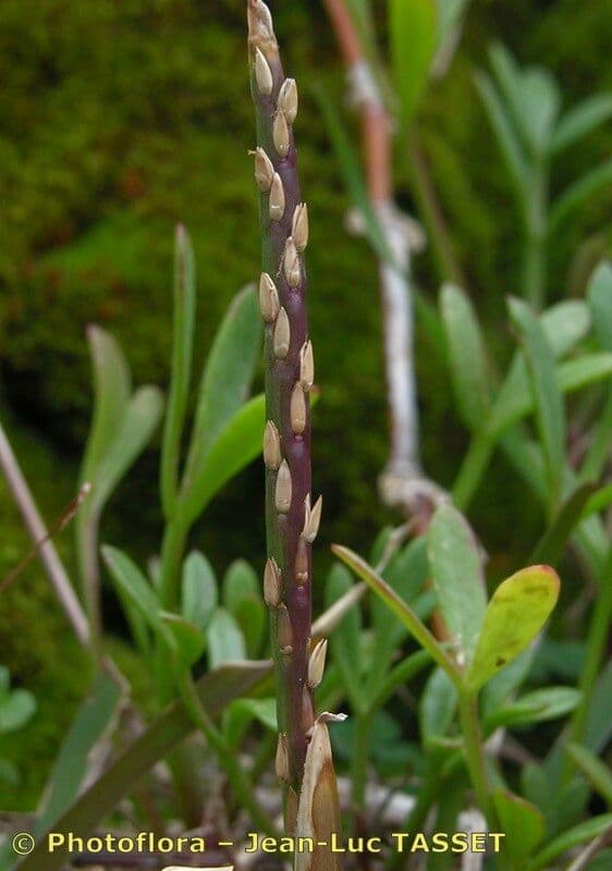 Erba pimento 6