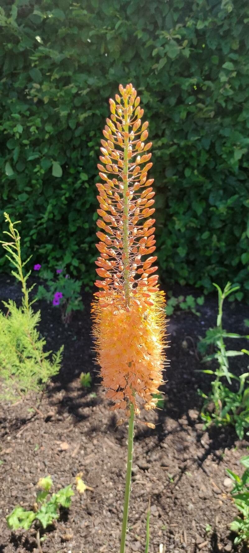 Eremurus 3