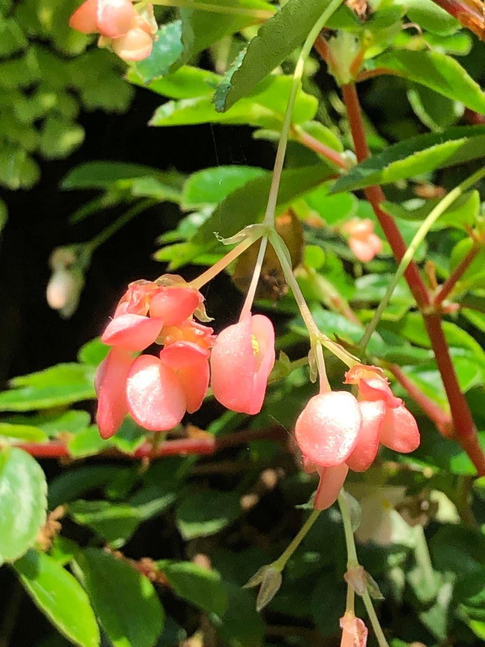 Fuchsienblättrige Begonie 3