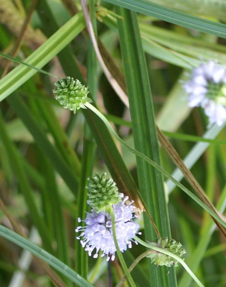 Succisella 15